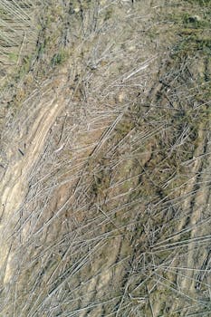 Vertical aerial photo showing deforested land with scattered fallen trees and branches.
