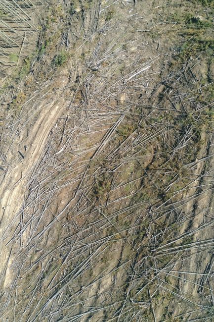 Vertical aerial photo showing deforested land with scattered fallen trees and branches.