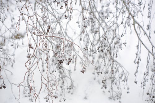 Free Dry twigs of shrub covered with snow in winter Stock Photo