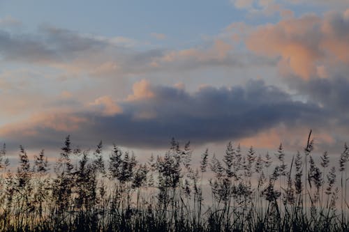 Scenic view of grass growing in field against sunset sky