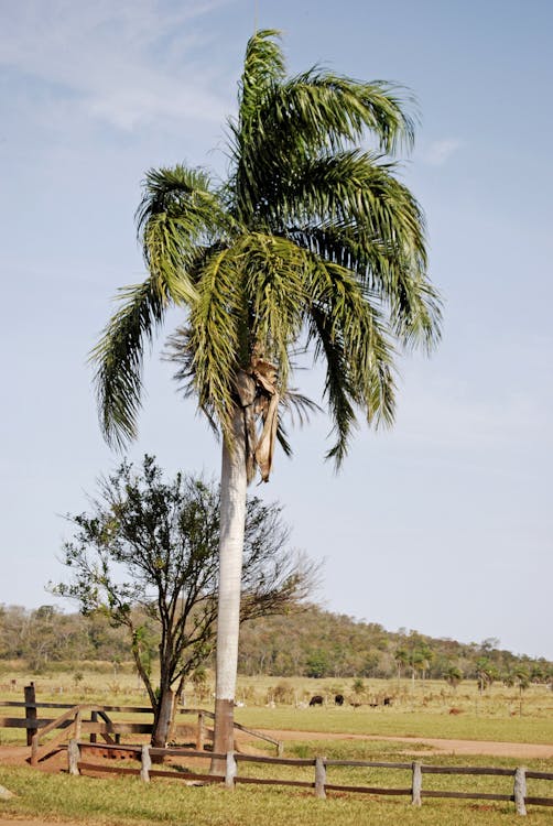 Free Palm Tree Stock Photo