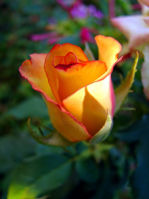 Фотография желтой и красной розы крупным планом