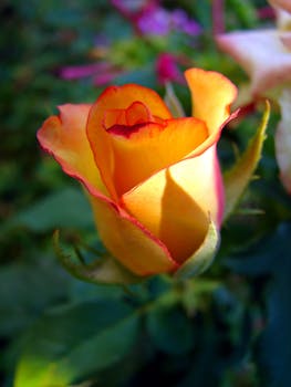 Close-up Photography of Yellow and Red Rose