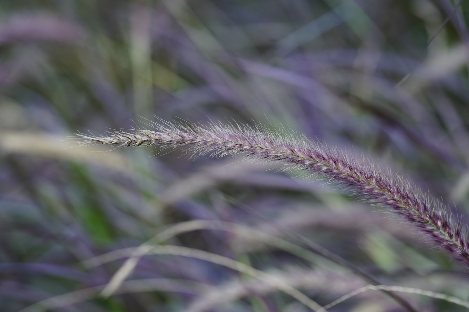 Close-up of a purple fountain grass blade with soft background blur, capturing natural elegance.