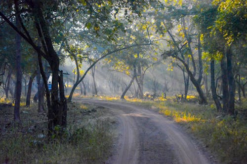 Безкоштовне стокове фото на тему «гілки, дерева, дорога»