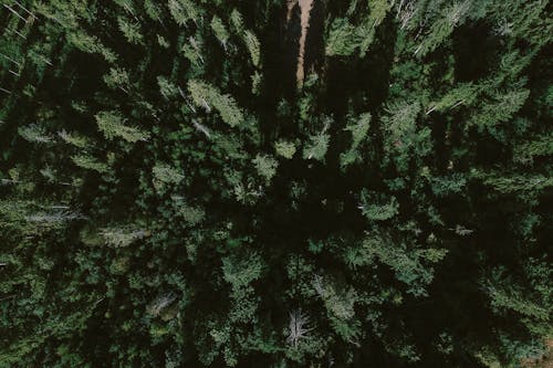 Lush evergreen trees growing in endless woods