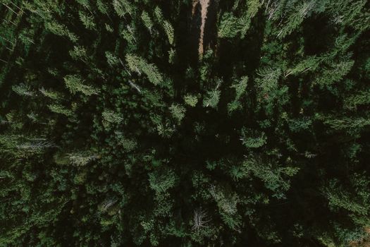 Breathtaking drone view of lush green coniferous trees growing in forest on sunny day