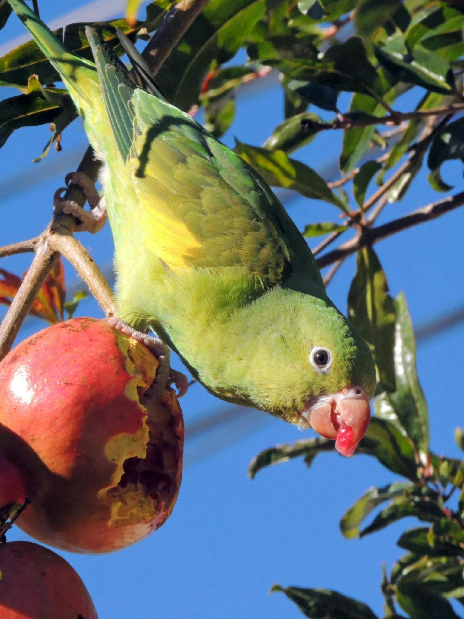 Free stock photo of eating, feather, fruit