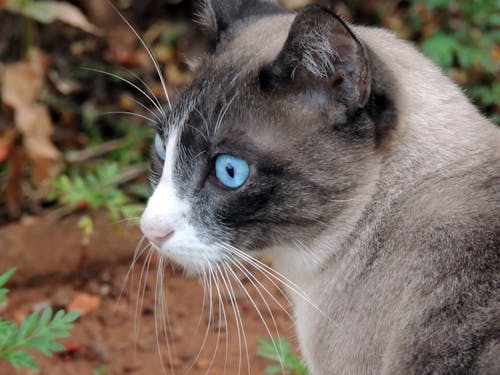 Free stock photo of beautiful, blue, cat Stock Photo