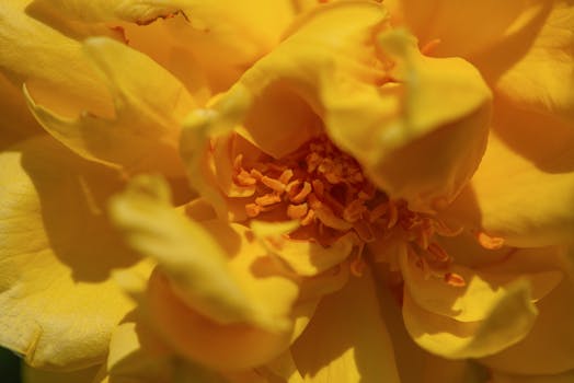Detailed close-up of a vibrant lemon fizz rose showcasing bright yellow petals and intricate veining.