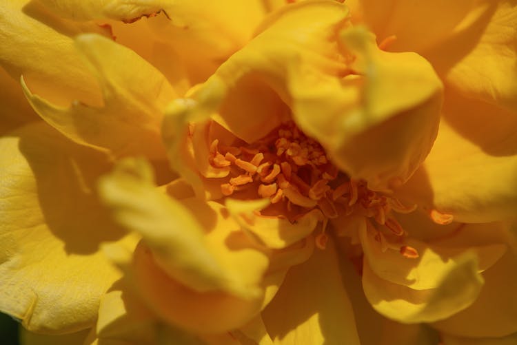 Close-up Of A Lemon Fizz Rose