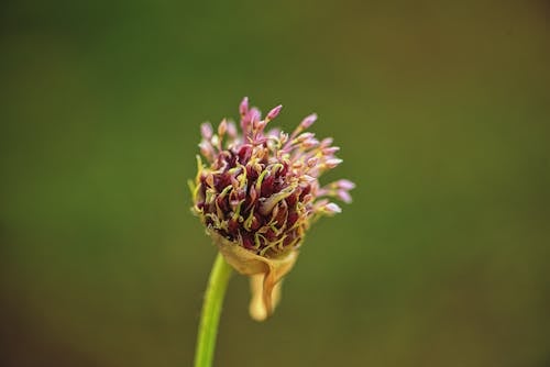 꽃봉오리, 셀렉티브 포커스, 식물의 무료 스톡 사진