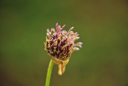 Foto d'estoc gratuïta de brot, enfocament selectiu, flor