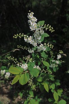 特写镜头中，精致的白鸟樱花在郁郁葱葱的绿色花园里盛开