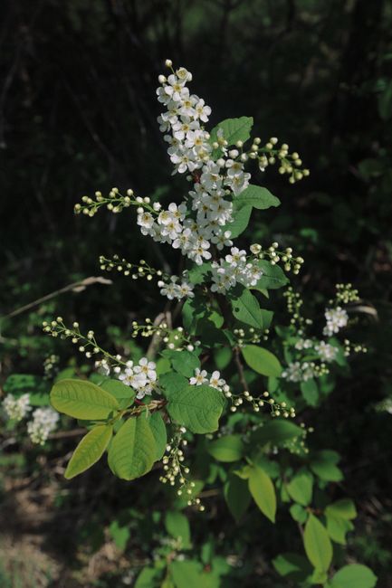 Prunus padus with small blossoming white flowers and green leaves growing on blurred background