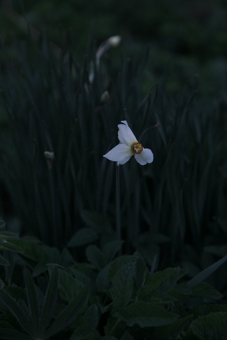 Blooming White Flower Growing In Countryside At Night