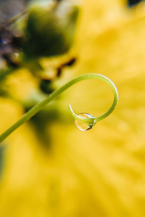 Thin green stem with drop of water