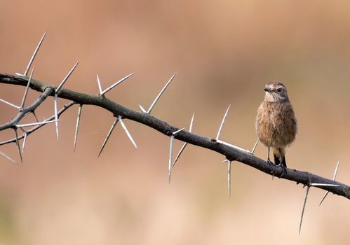 Small stonechat sitting on branch