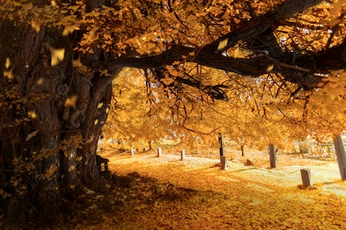 A Tree with Yellow Leaves