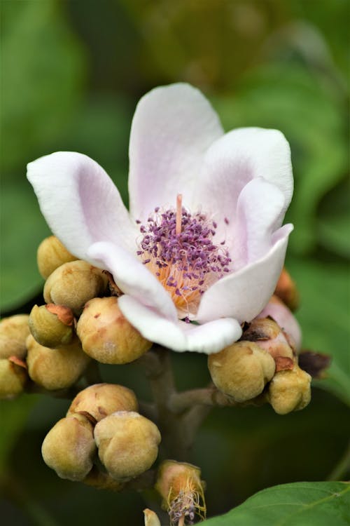 White and Purple Flower in Macro Shot