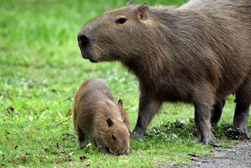 Free A close-up of adult and young capybaras grazing on lush grass in a Brazilian field. Stock Photo