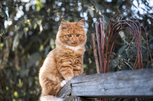 A Cat Sitting on Wood