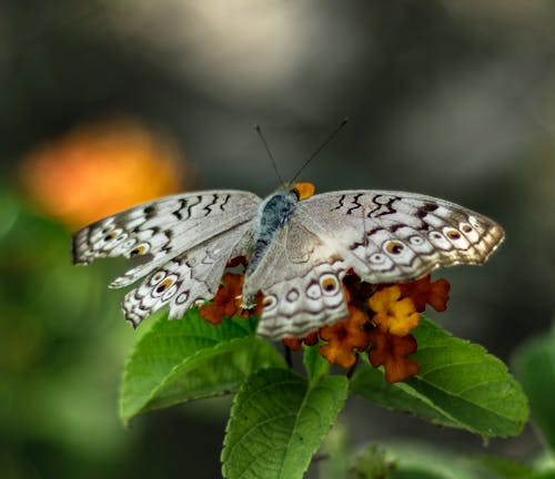 Fotobanka s bezplatnými fotkami na tému hmyz, kvet, motýľ
