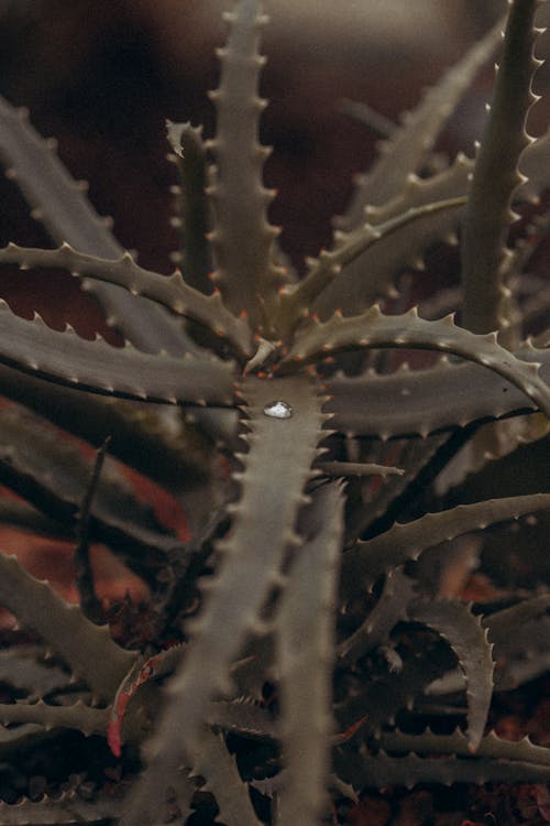 Water Droplet on Aloe Vera Plant