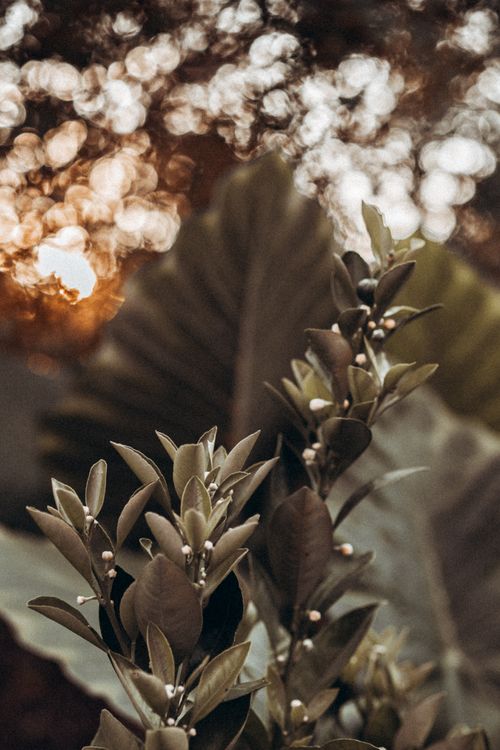 Free A serene close-up of green foliage against a bokeh sunset background, perfect for nature themes. Stock Photo
