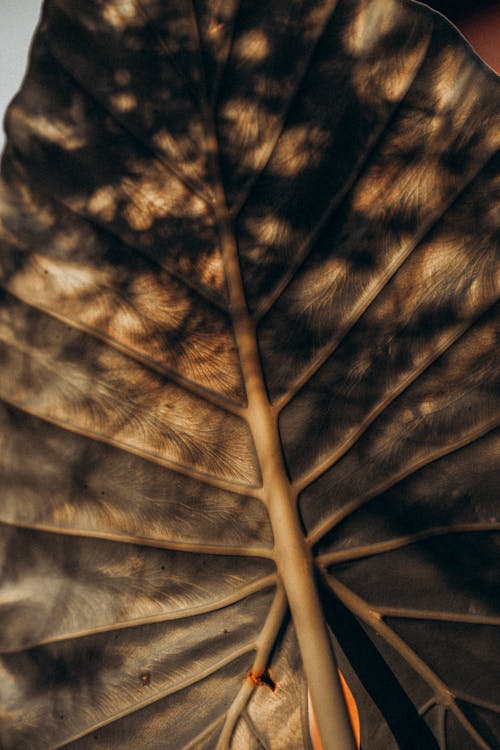 Základová fotografie zdarma na téma detail, list, rostlina