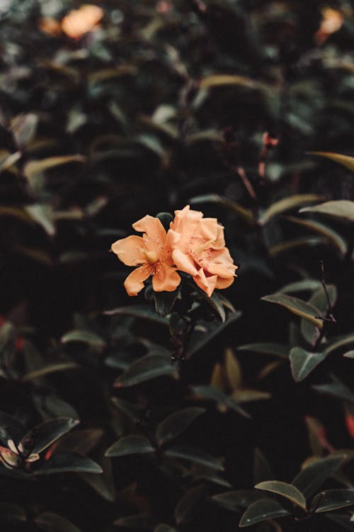 Základová fotografie zdarma na téma detail, flóra, kvést