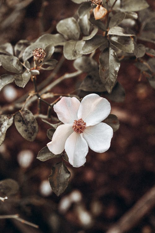 Close-Up Shot of a White Flower