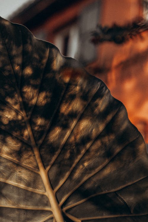 Green Leaf in Close Up Shot