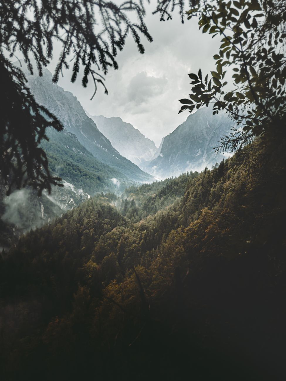 Breathtaking view of a foggy forest and mountains in Slovenia, capturing nature's serene beauty.