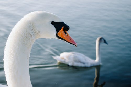 bezplatná Základová fotografie zdarma na téma jezero, labutě, příroda Základová fotografie