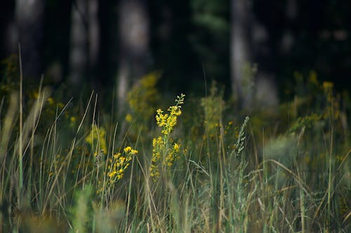 Gratis lagerfoto af eng, gul blomst, selektivt fokus