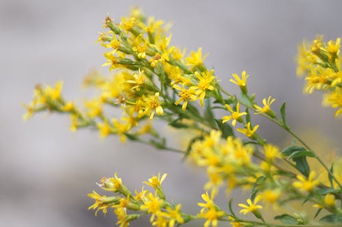 Gratis lagerfoto af blomstrende, farverig, gule blomster