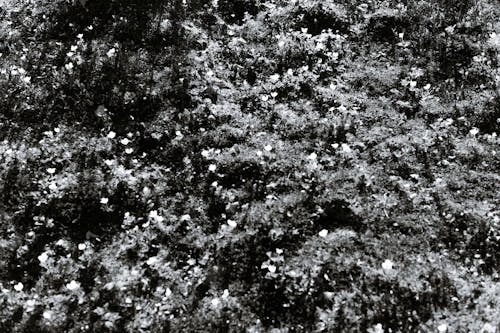 Black and white top view abundance of lush plants with small thin flowers growing in thick forest in summer time