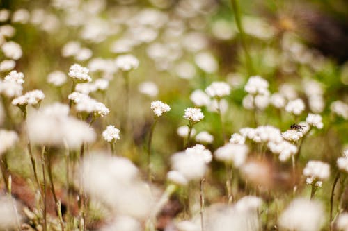 Delicate white small wildflowers on thin stems growing on grassy field with insects in forest on summer day on blurred background