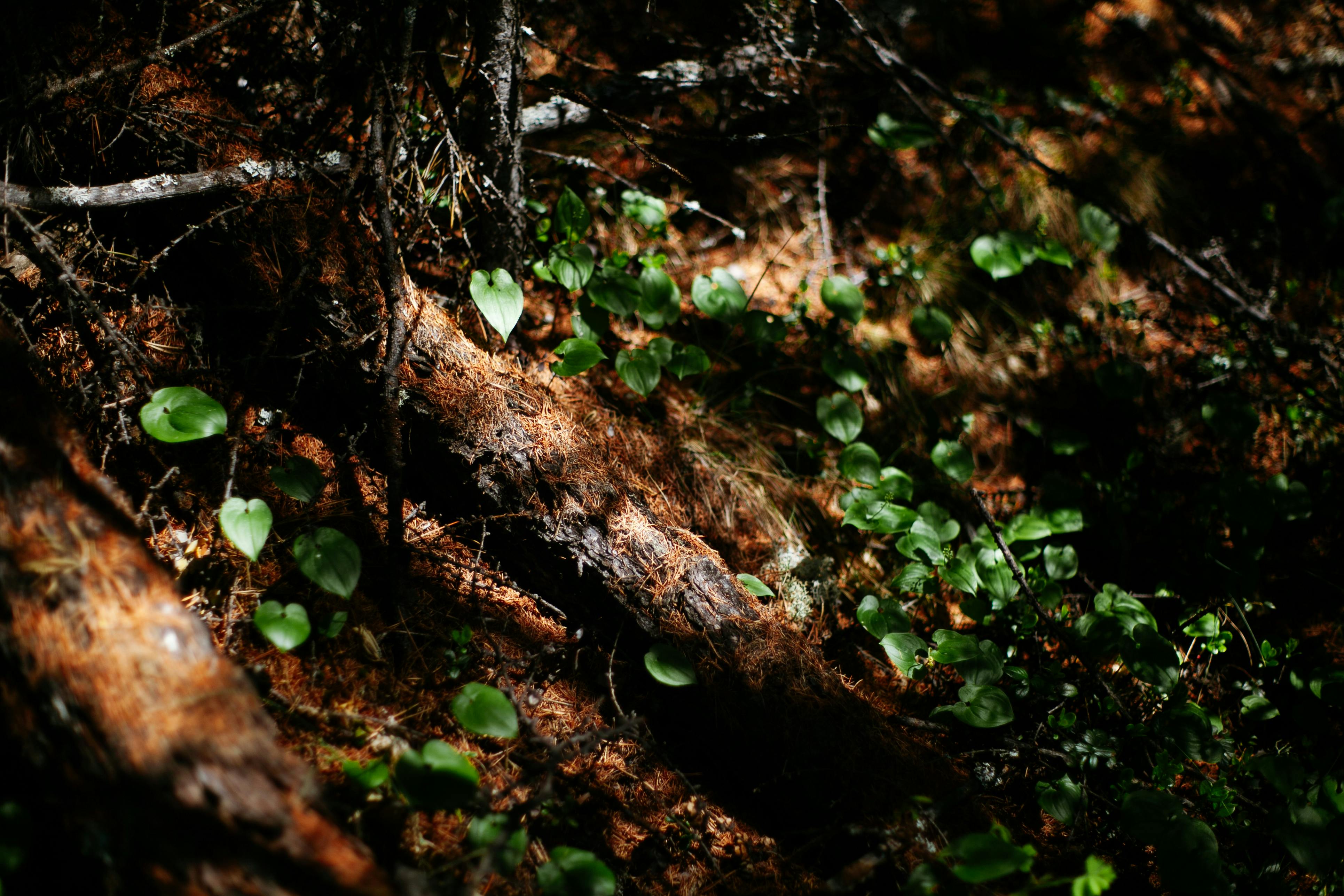 100+ Best Humidity Photos · 100 Free Download · Pexels Stock Photos