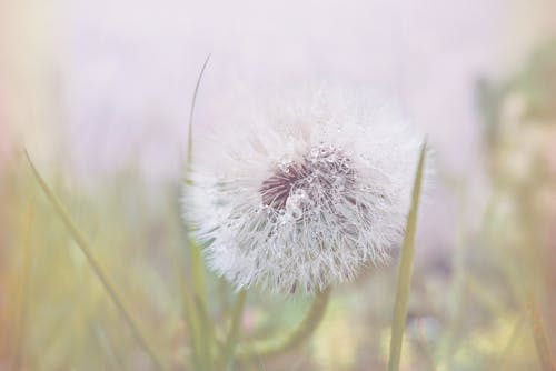 White Dandelion Flower