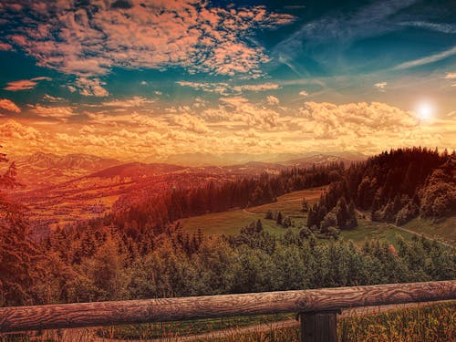 Free Pine Trees Under Blue Sky during Golden Hour Stock Photo