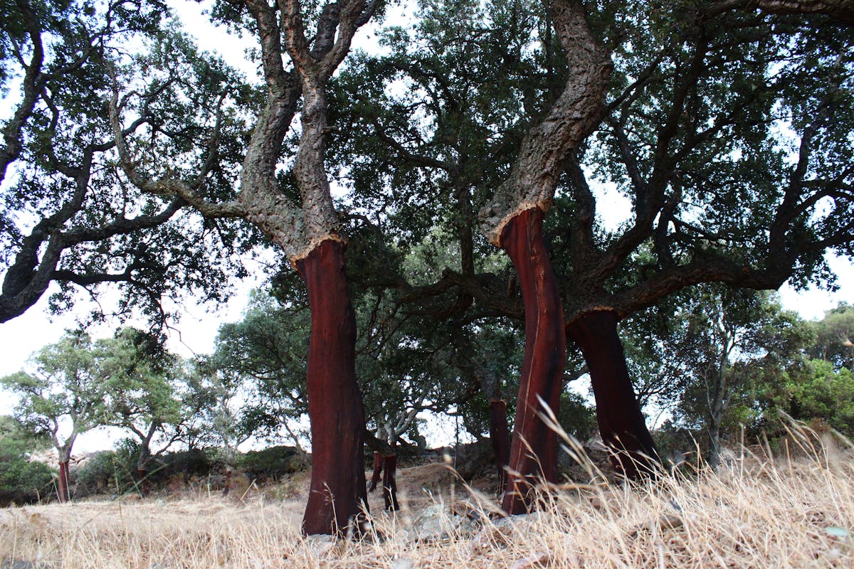 Nigerian professional woman at desk reviewing microfinance bank loan agreement documents carefully before signing in Port Harcourt 2026