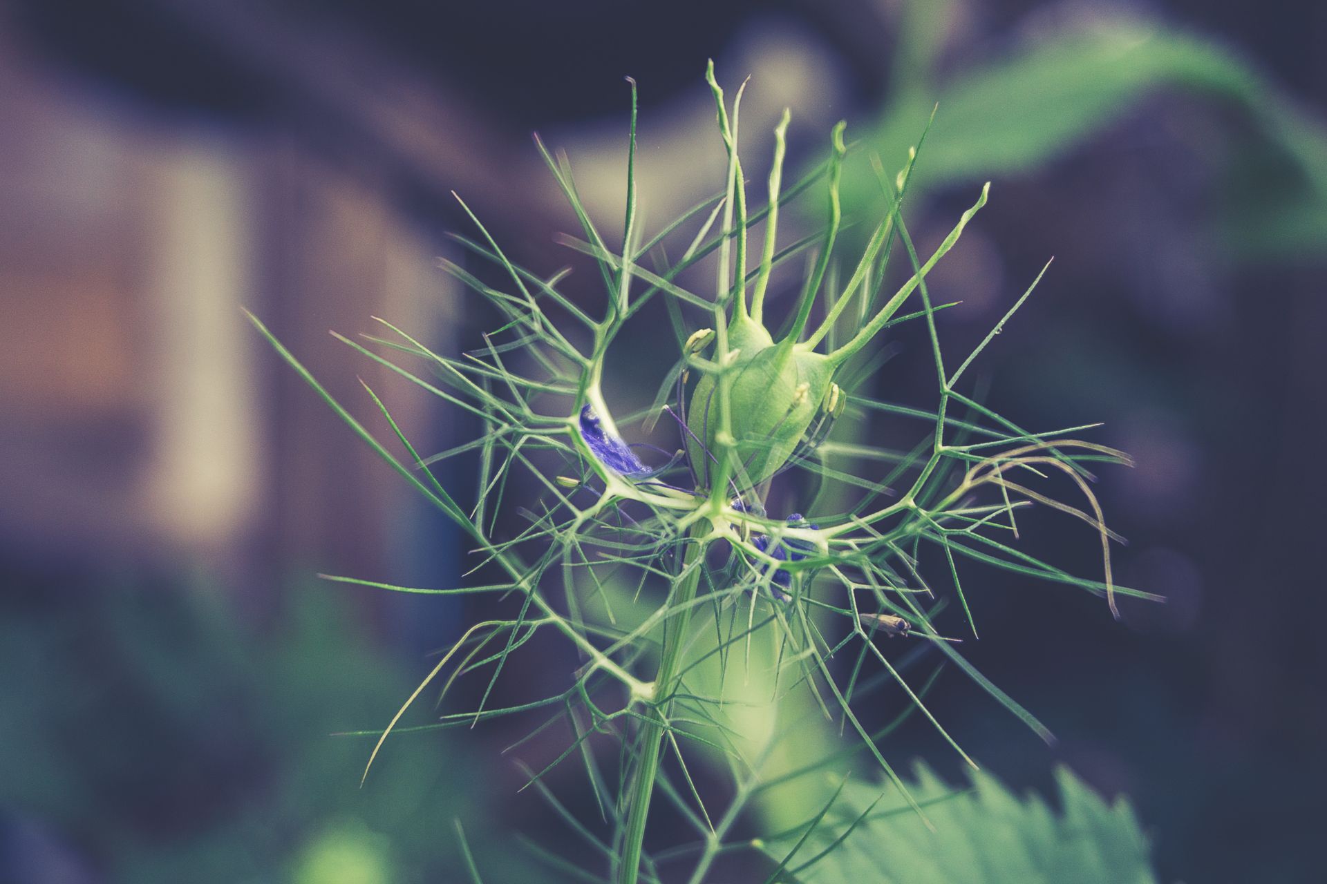 Close-up of a vibrant green plant with intricate leaf patterns, showcasing nature's delicate design.
