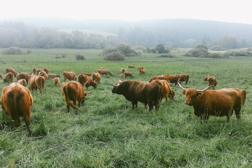 Brown Cattles on Green Grass Field