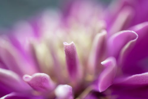 Foto profissional grátis de flor, flor lilás, lilás