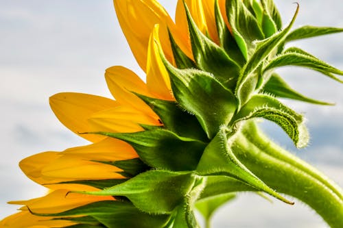 Foto profissional grátis de flor, girassol, planta