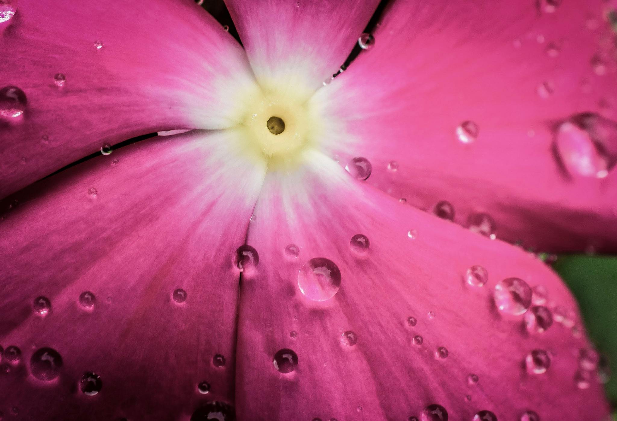 macro shot of pink flower