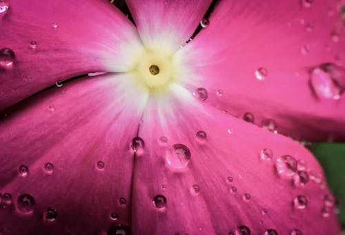 粉红色的花的微距照片