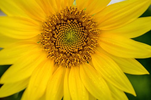 Foto profissional grátis de amarelo dourado, flor, flor amarela